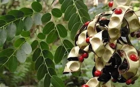 紅豆植物|红豆树（豆科红豆属植物）